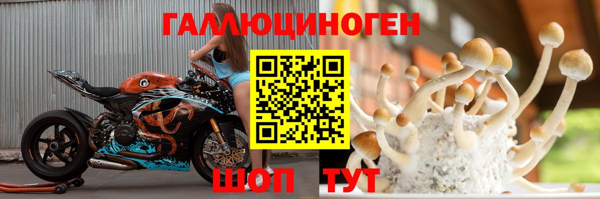 Псилоцибиновые грибы Psilocybine cubensis Саянск